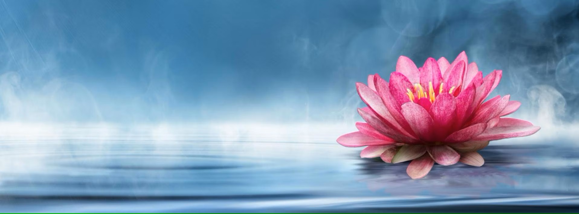 Lotus on Water: A Symbol of Tranquility and Renewal